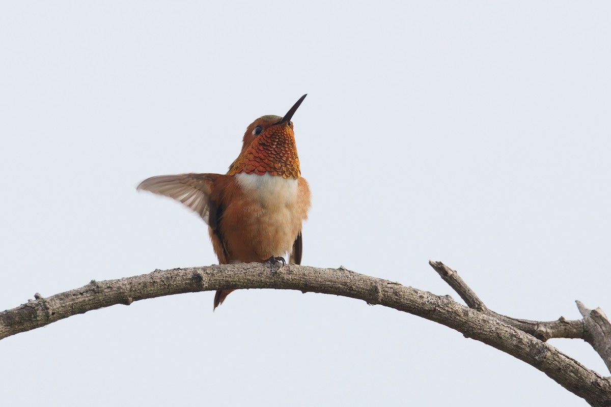 Allen's Hummingbird - ML646300064