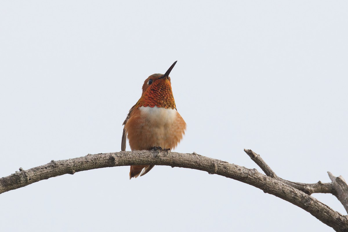 Allen's Hummingbird - ML646300065