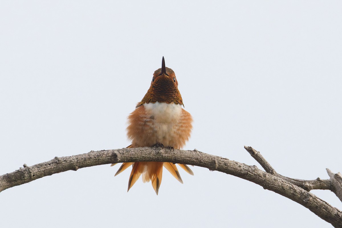 Allen's Hummingbird - ML646300069