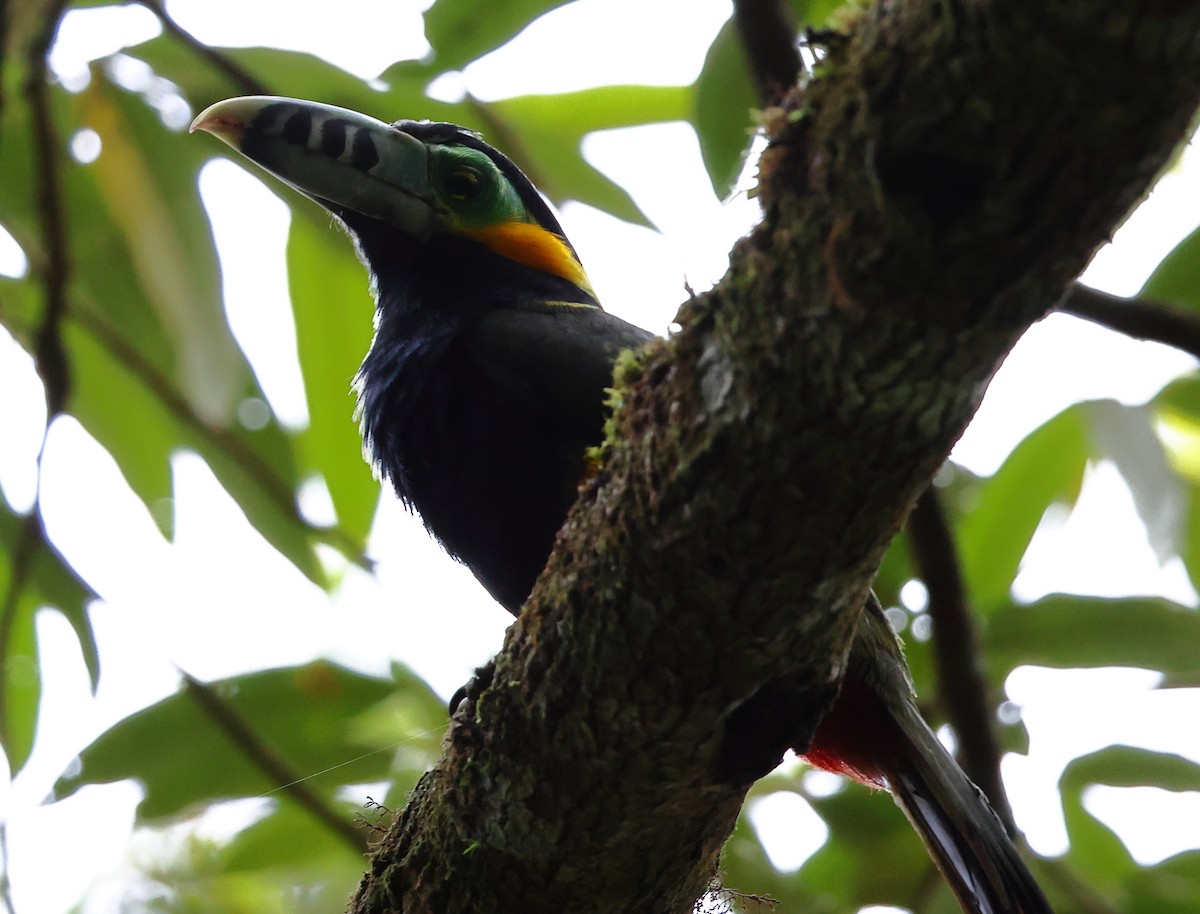Spot-billed Toucanet - ML646300072