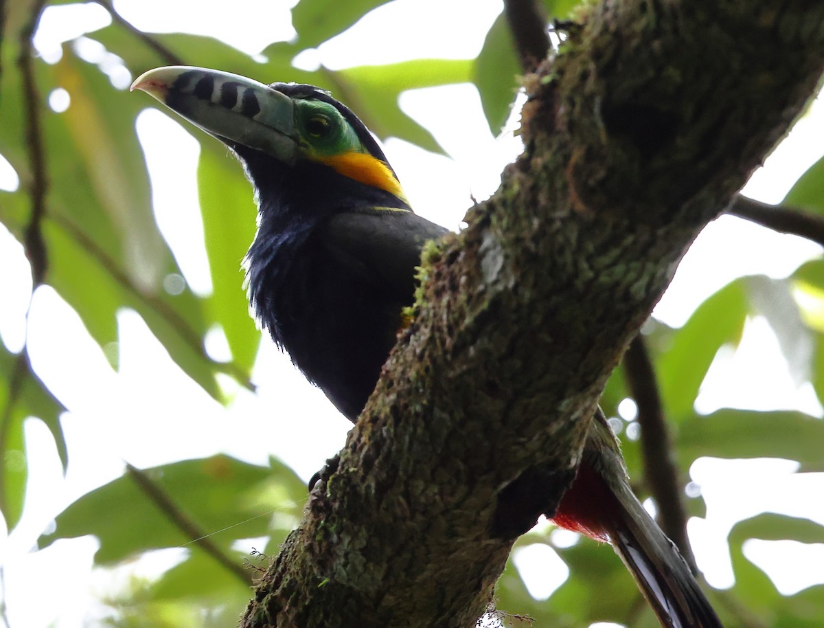 Spot-billed Toucanet - ML646300073
