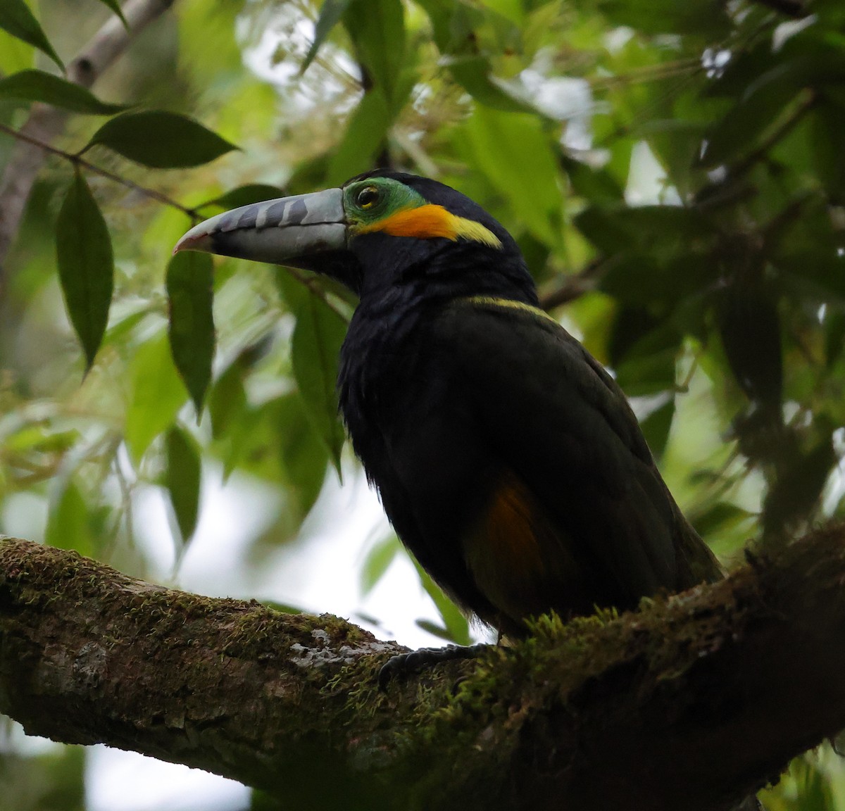 Spot-billed Toucanet - ML646300074