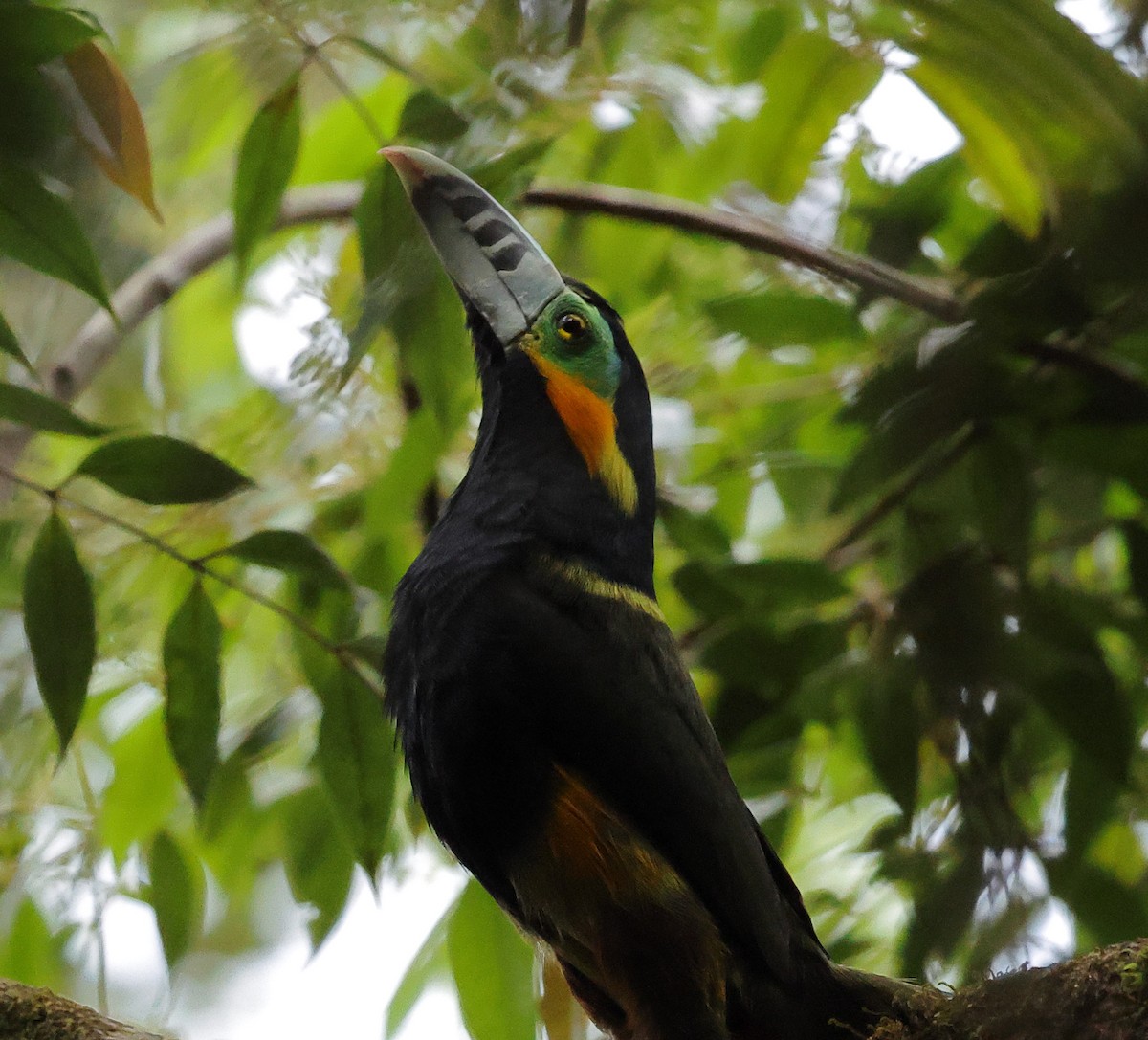 Spot-billed Toucanet - ML646300075