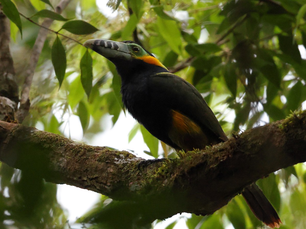 Spot-billed Toucanet - ML646300076