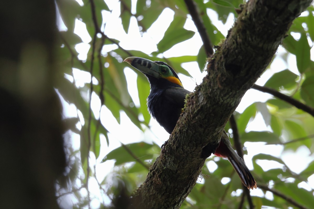 Spot-billed Toucanet - ML646300077