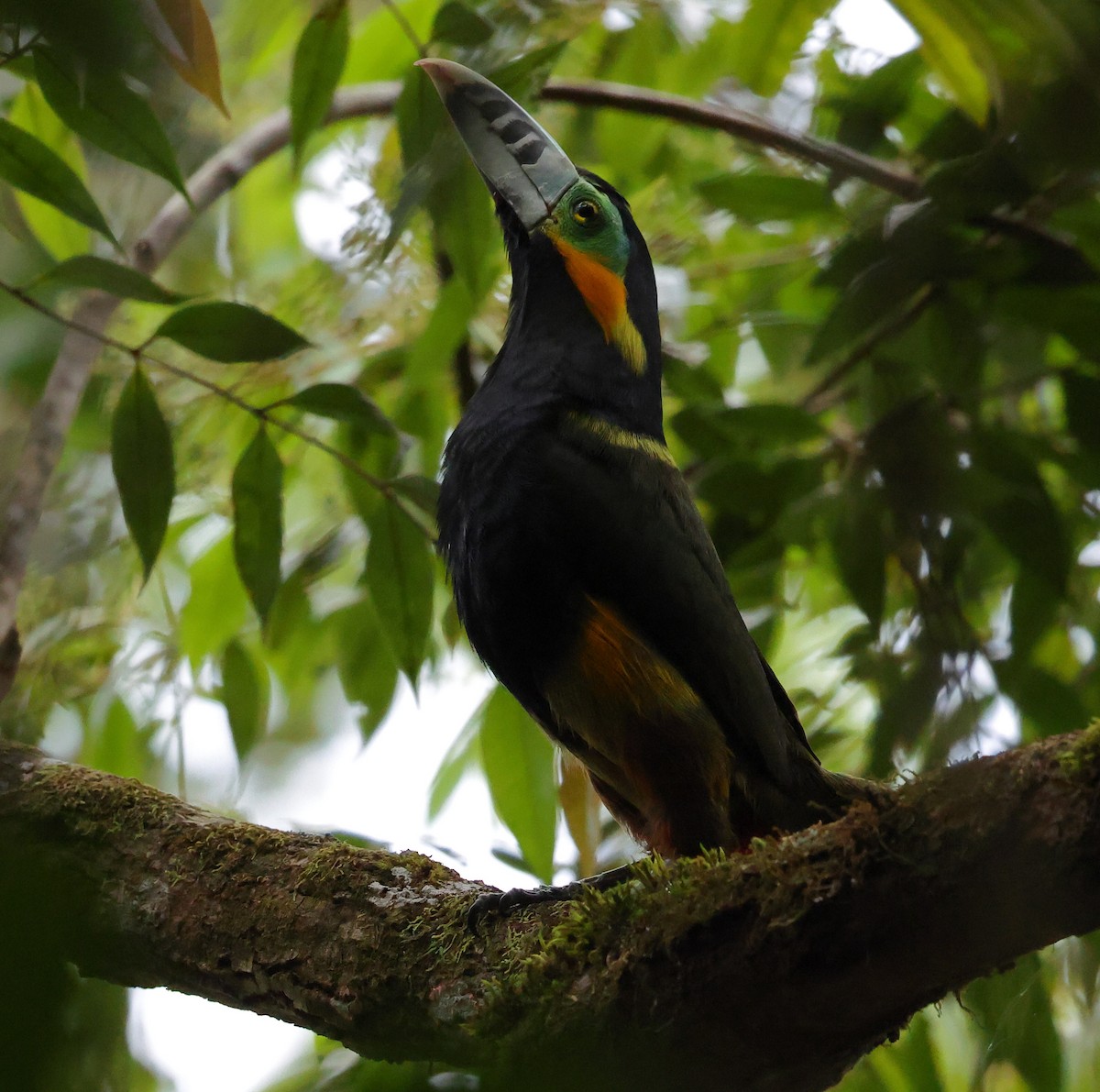 Spot-billed Toucanet - ML646300078