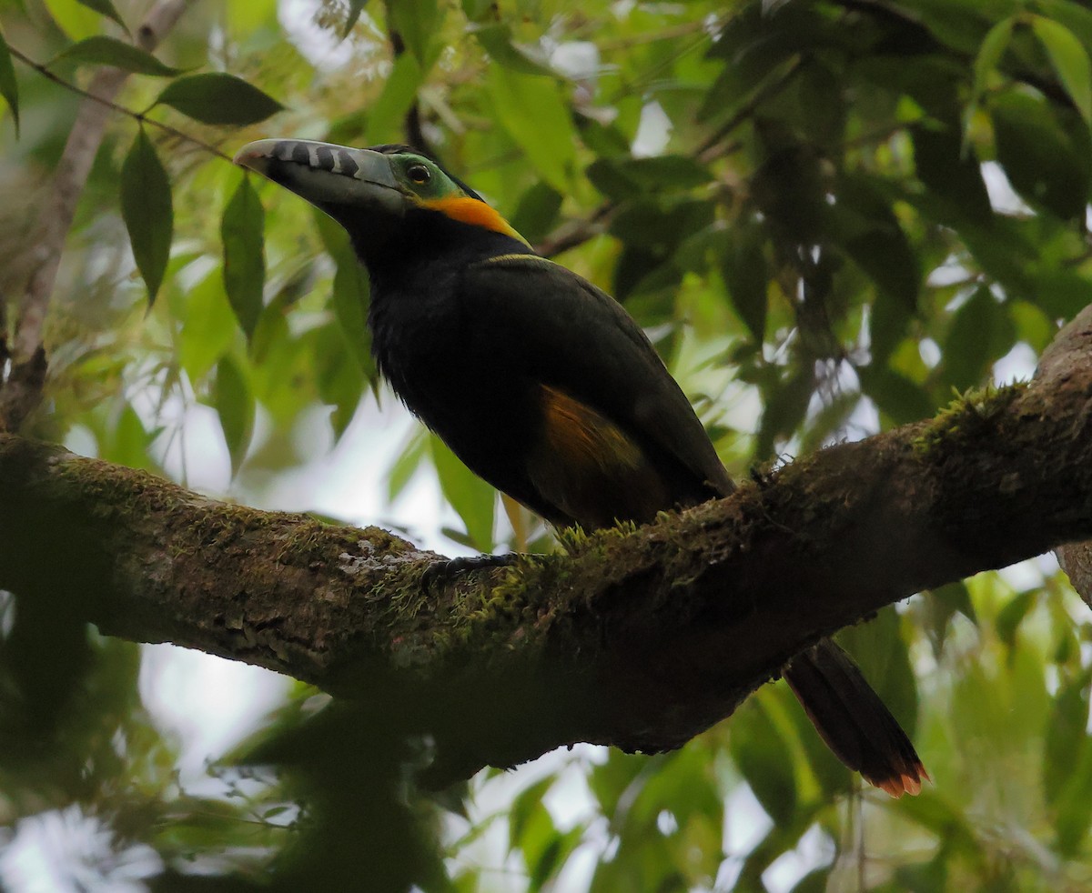 Spot-billed Toucanet - ML646300079