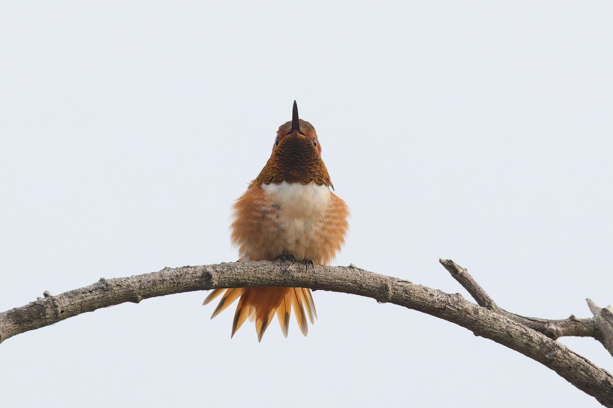 Allen's Hummingbird - ML646300082