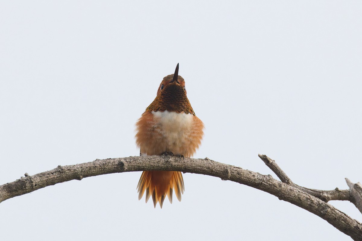 Allen's Hummingbird - ML646300087