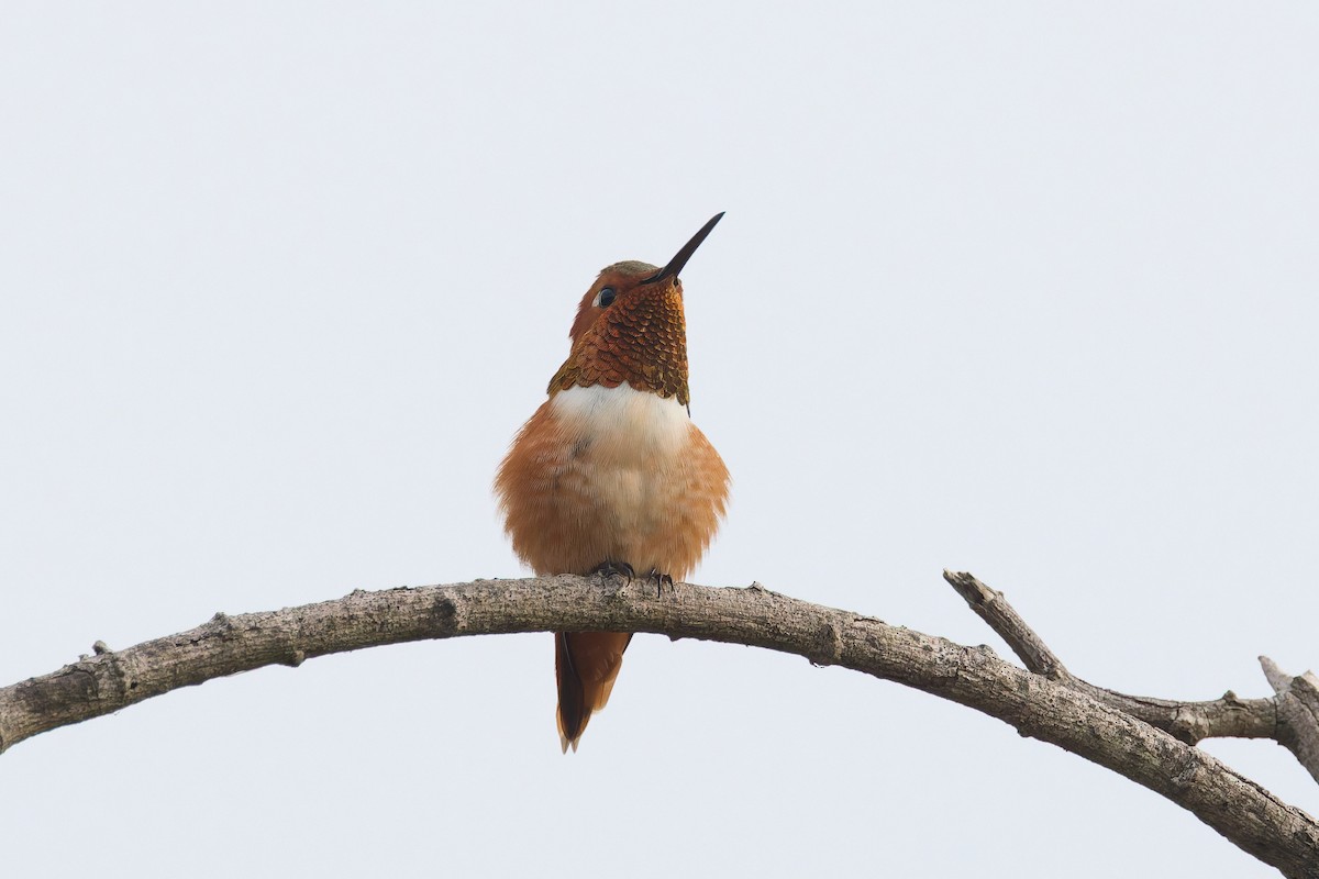 Allen's Hummingbird - ML646300088