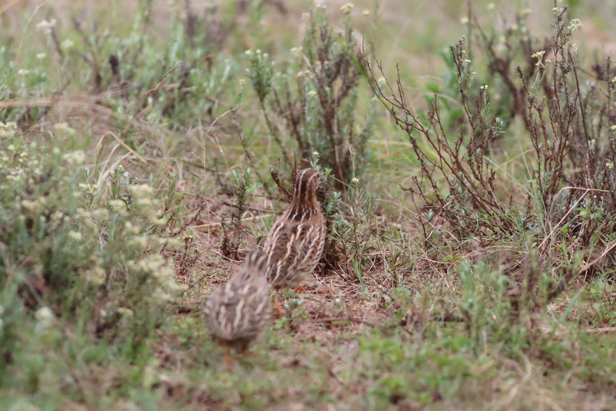 ヨーロッパウズラ - ML646300089