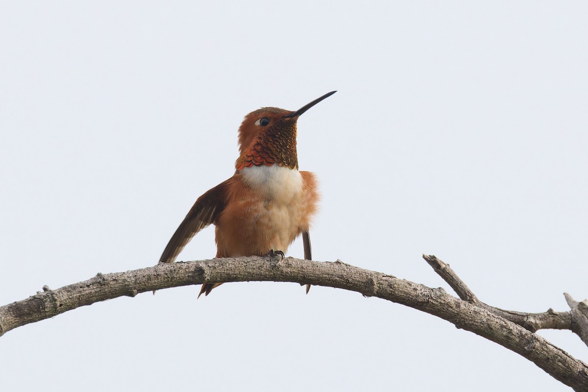 Allen's Hummingbird - ML646300095