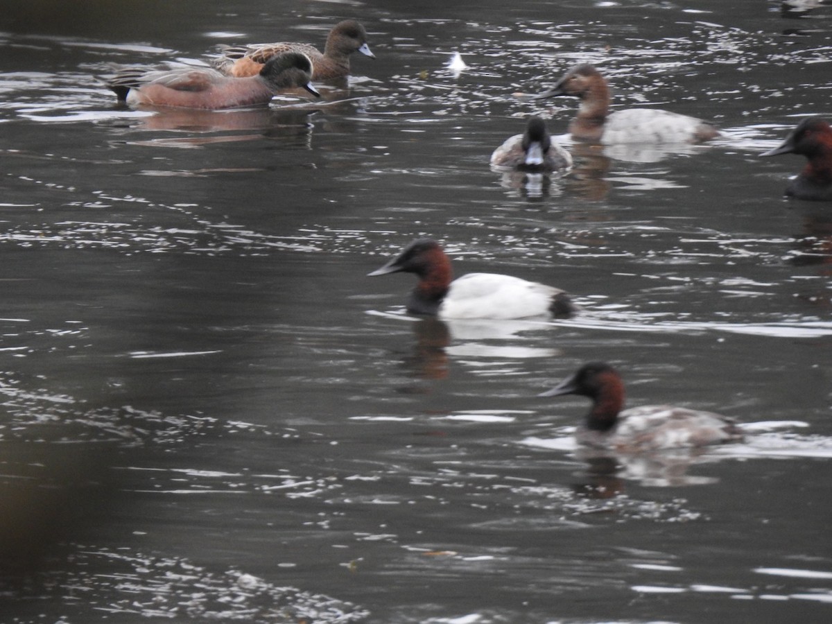 Canvasback - ML646300096