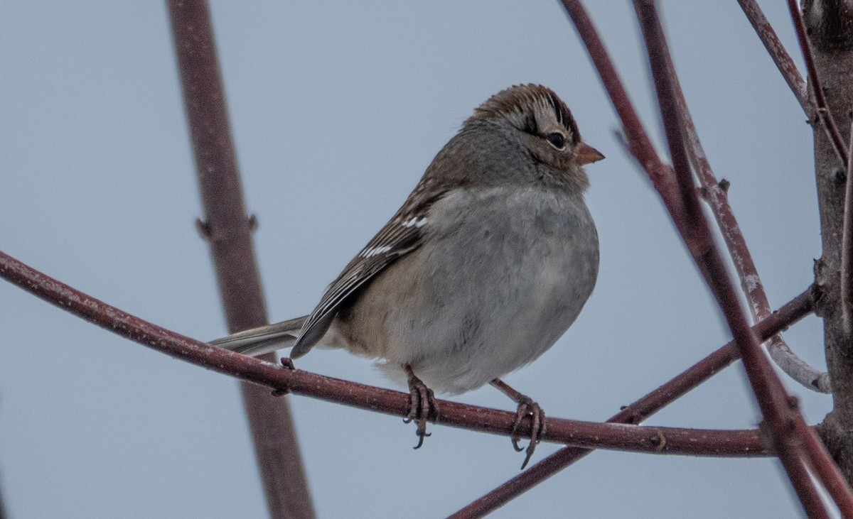 White-crowned Sparrow - ML646300102