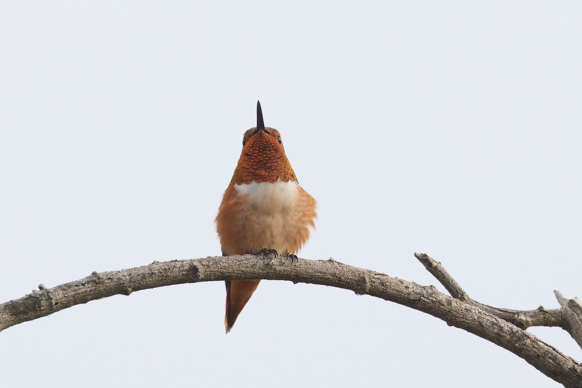 Allen's Hummingbird - ML646300103