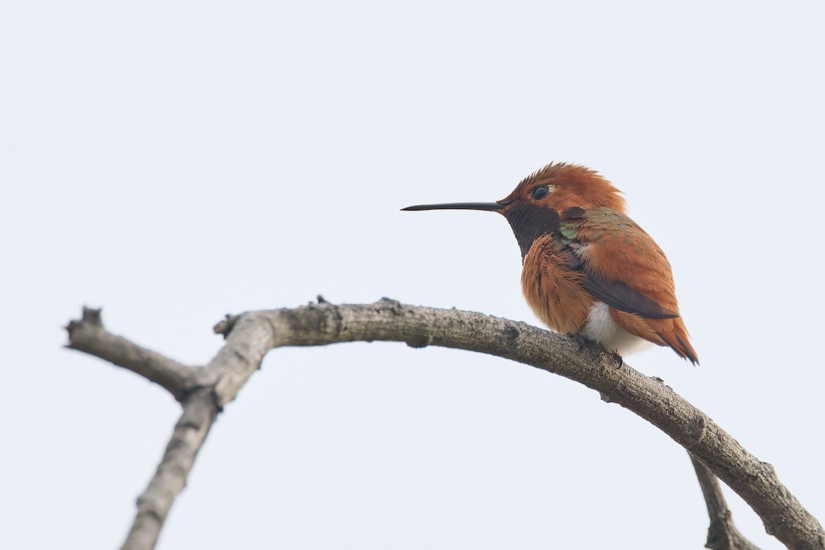 Allen's Hummingbird - ML646300105