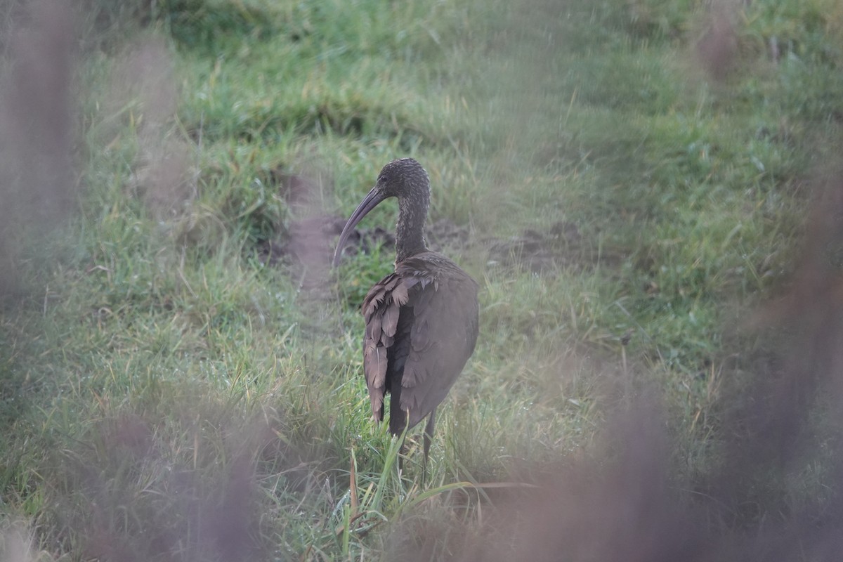 Glossy Ibis - ML646300109