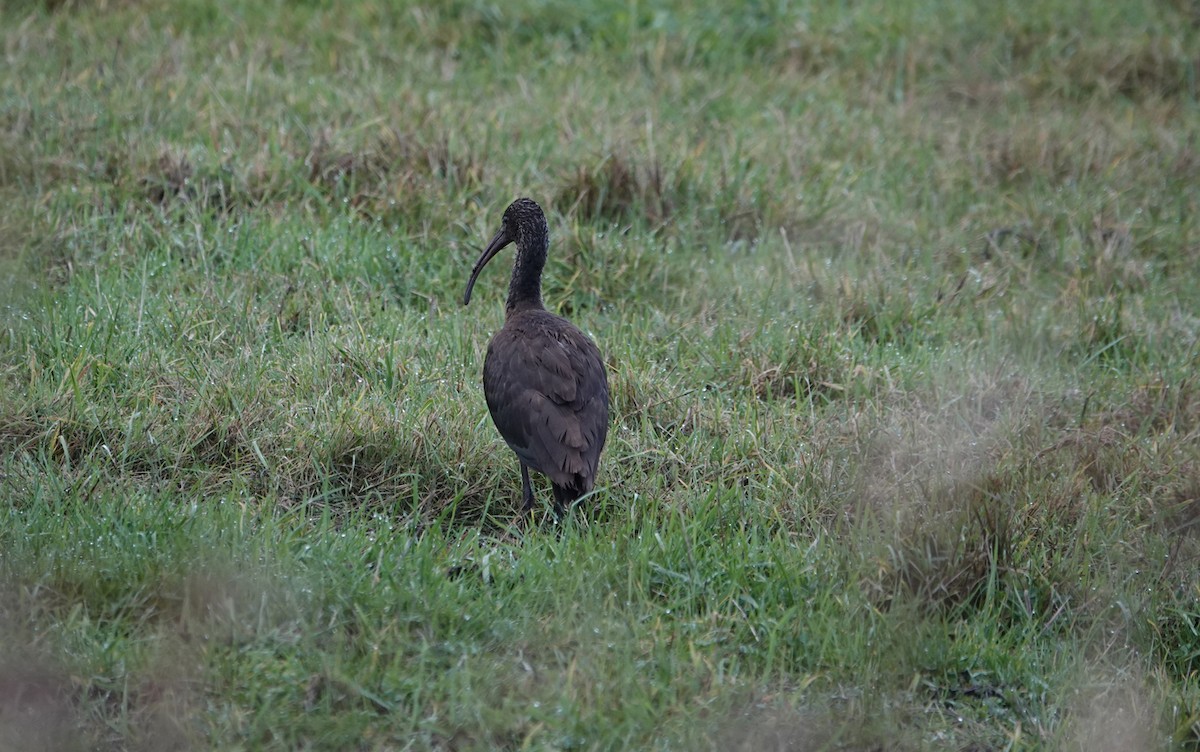 Glossy Ibis - ML646300110