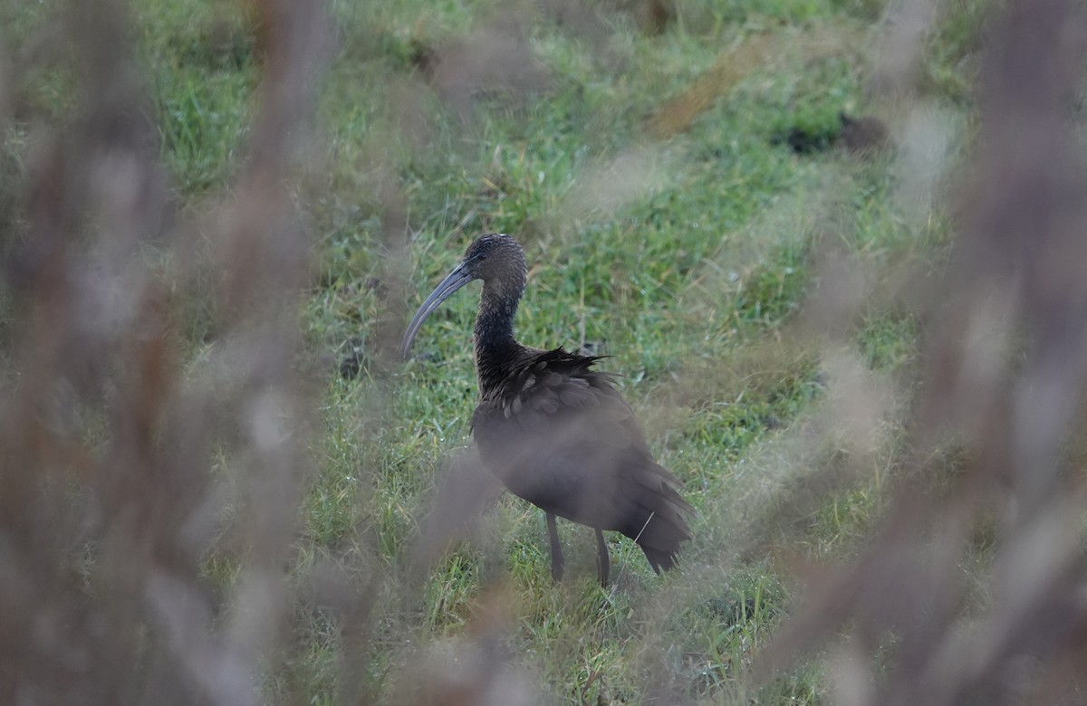 Glossy Ibis - ML646300111