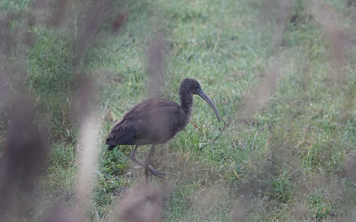 Glossy Ibis - ML646300112