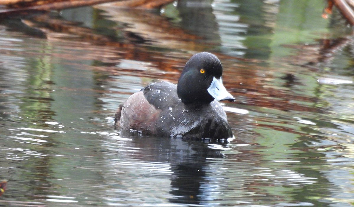 Yeni Zelanda Patkası - ML646300117