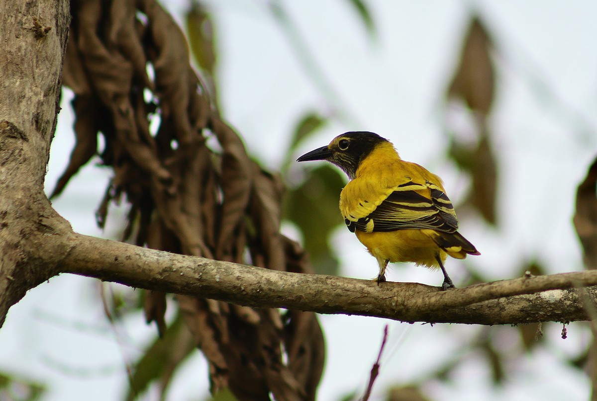 Black-hooded Oriole - ML646300140