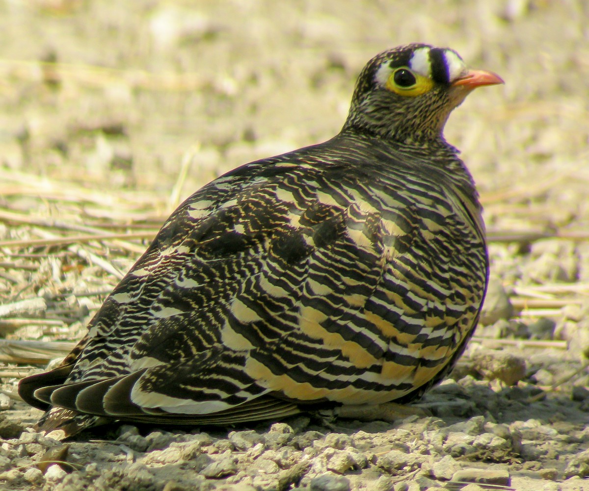 Lichtenstein's Sandgrouse - ML646300141
