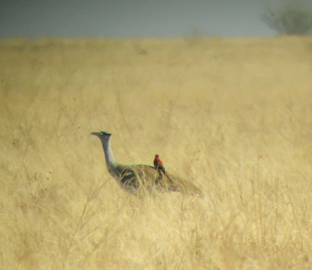 Arabian Bustard - ML646300143