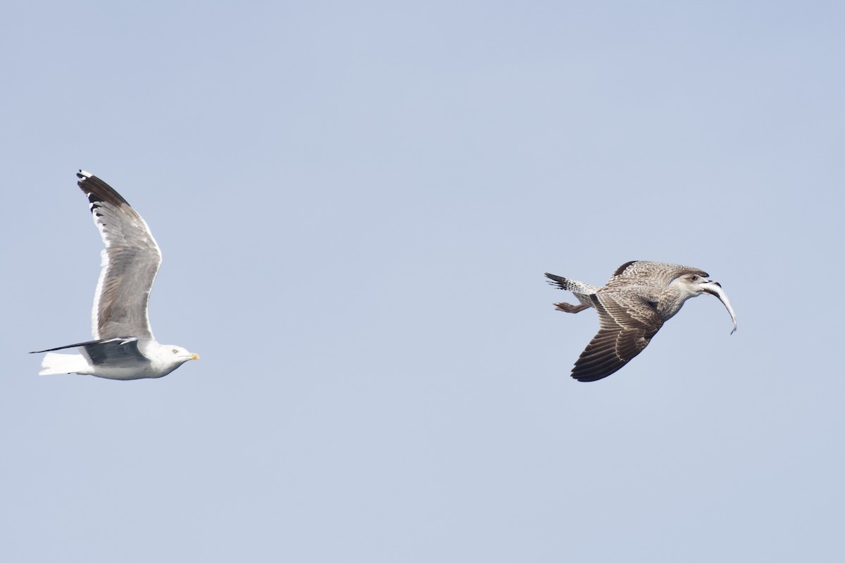 Yellow-legged Gull - ML646300144