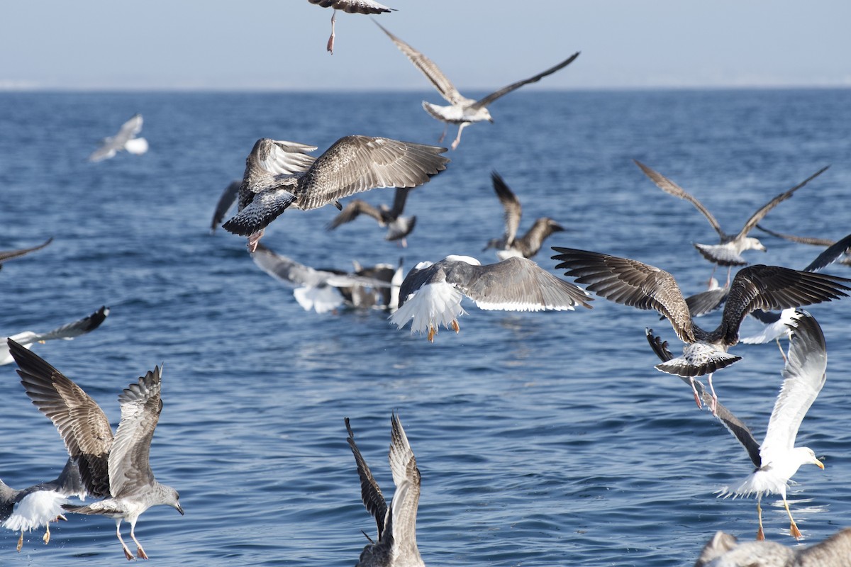 Yellow-legged Gull - ML646300145