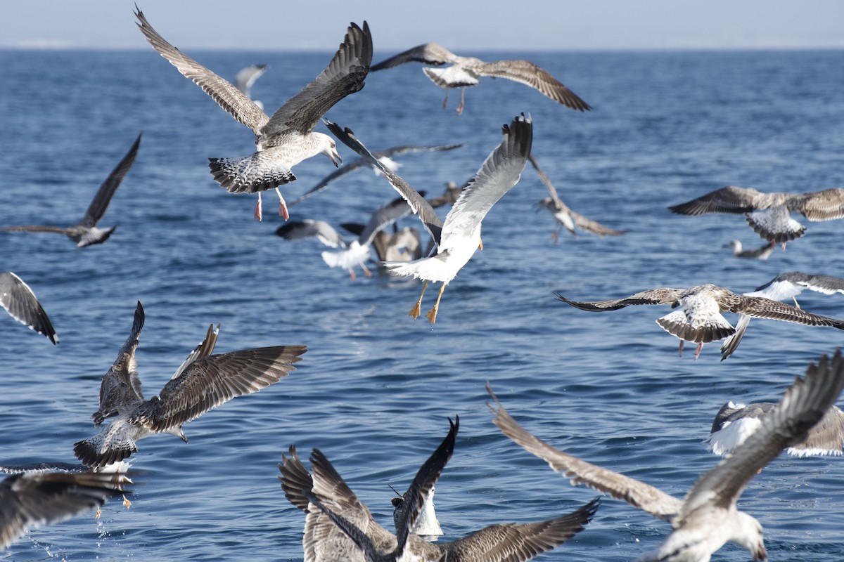Yellow-legged Gull - ML646300146