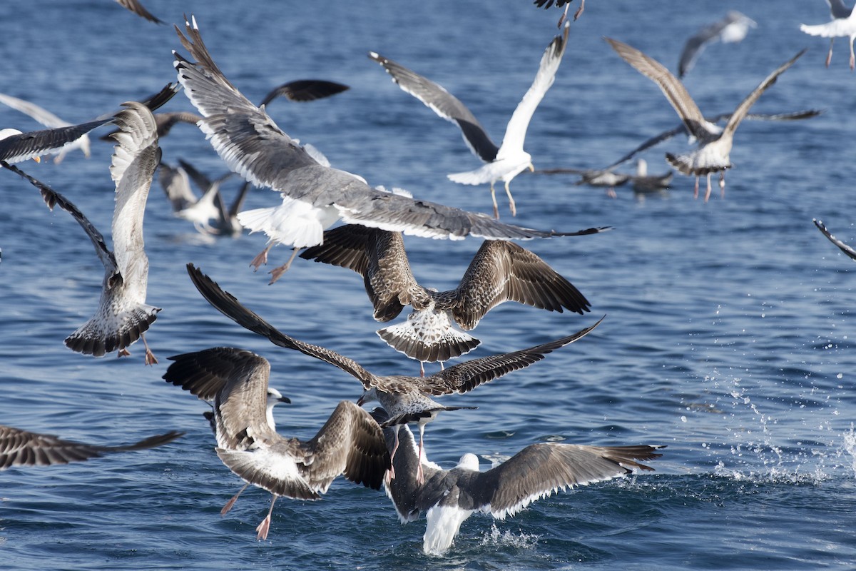 Yellow-legged Gull - ML646300147