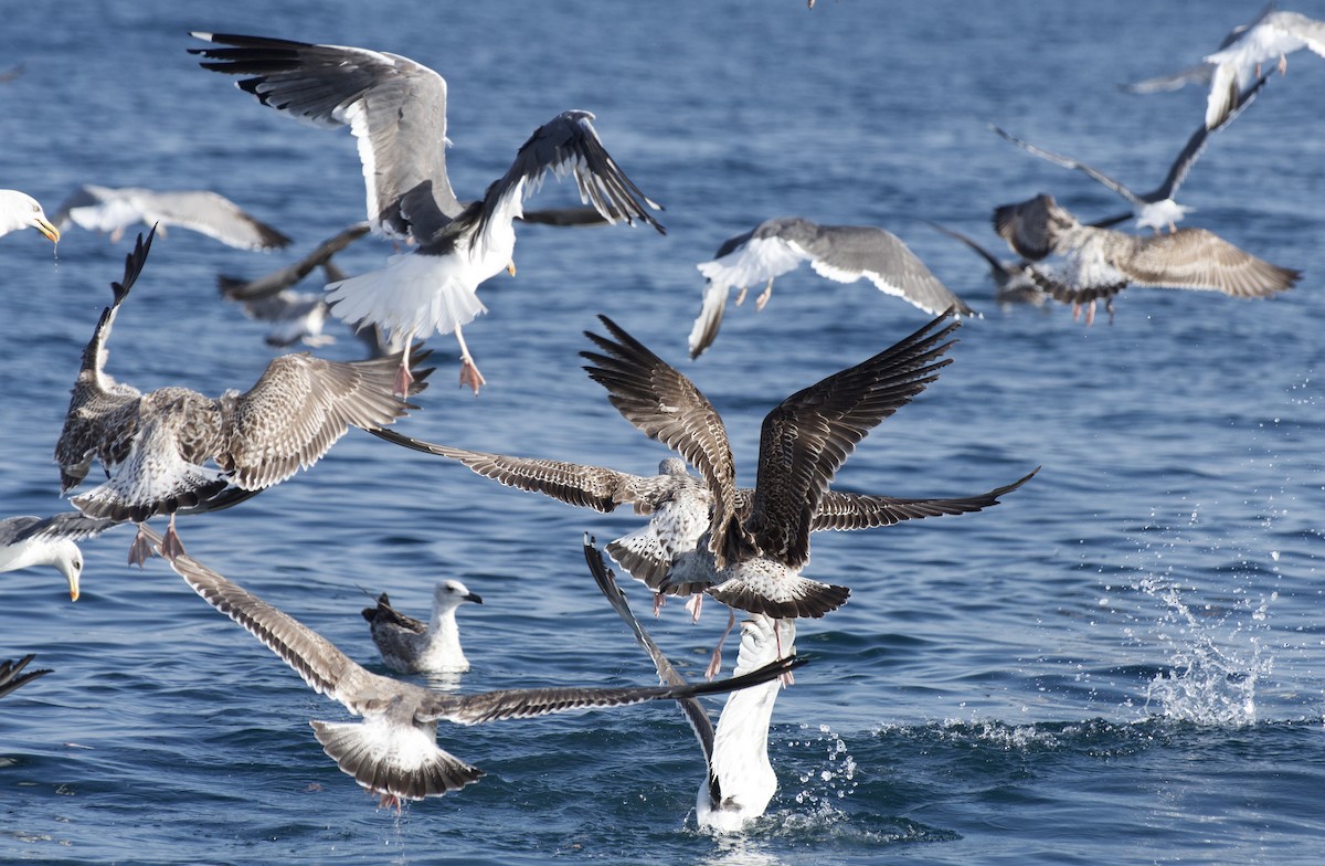 Yellow-legged Gull - ML646300148