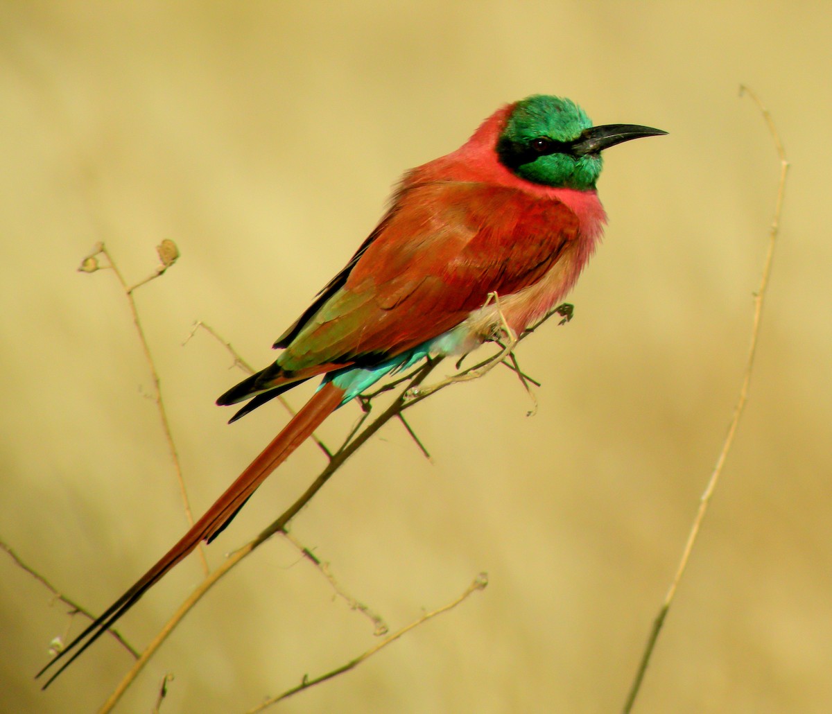 Northern Carmine Bee-eater - ML646300156