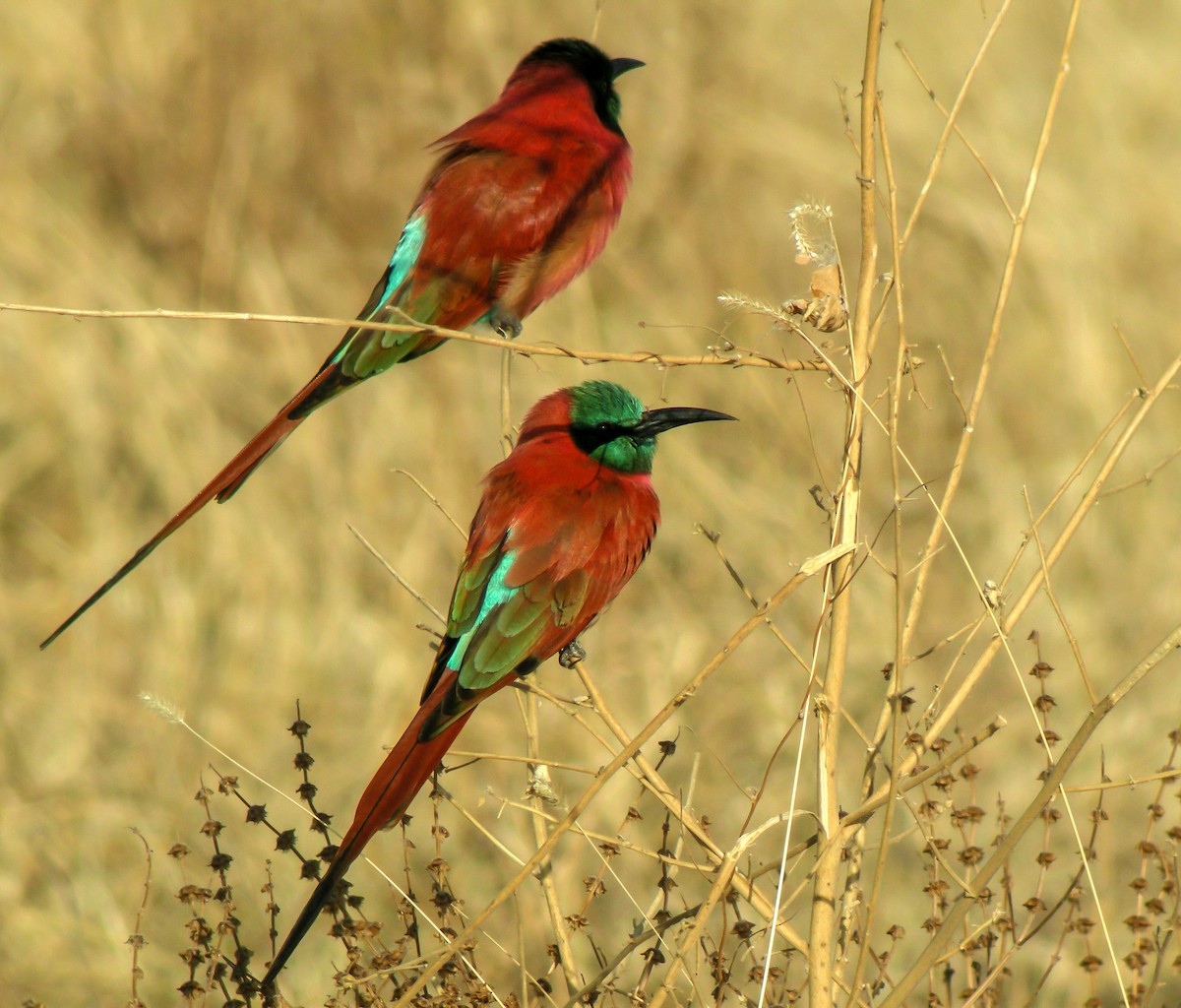 Northern Carmine Bee-eater - ML646300157