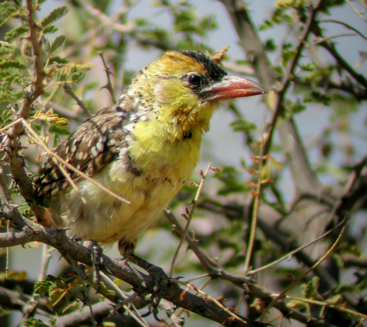 Yellow-breasted Barbet - ML646300166
