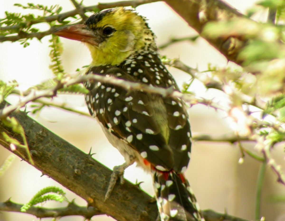 Yellow-breasted Barbet - ML646300167