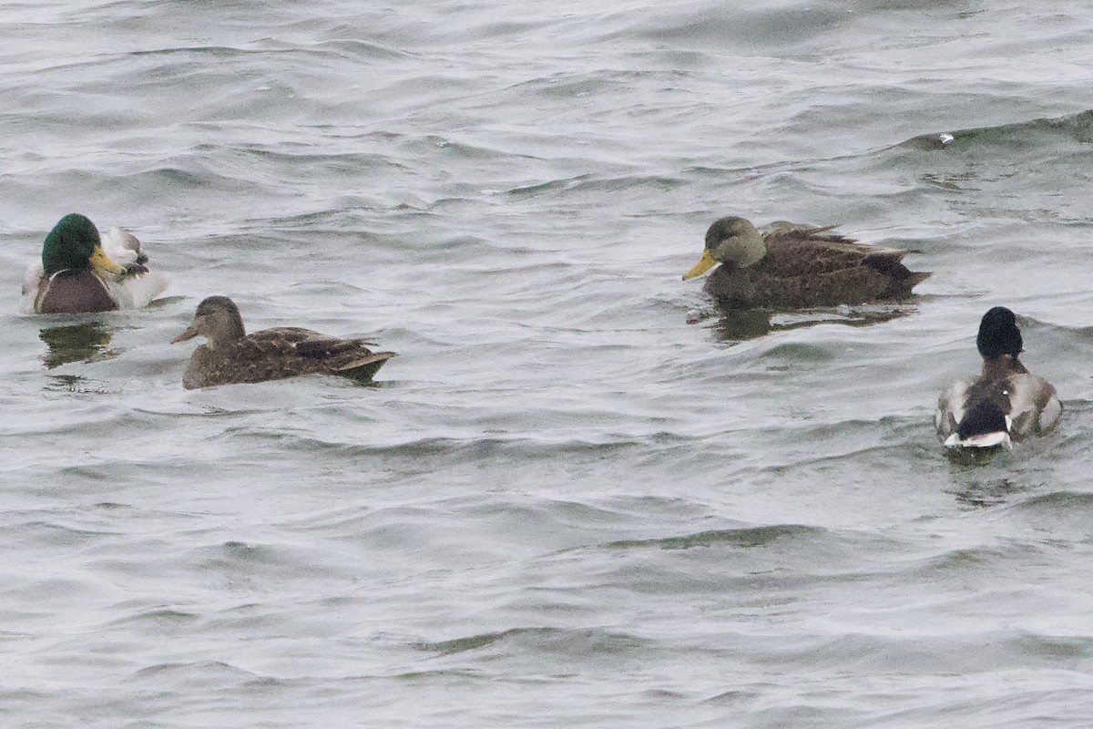 American Black Duck - ML646300169