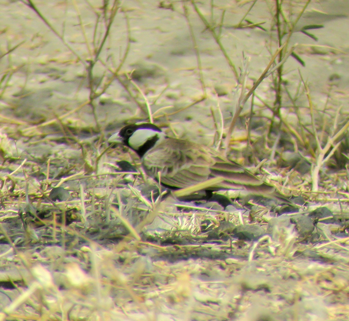 Black-crowned Sparrow-Lark - ML646300177