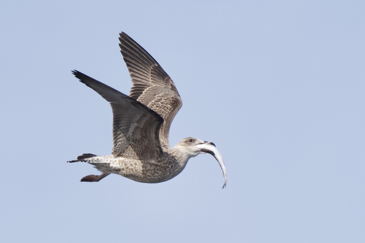 Yellow-legged Gull - ML646300189