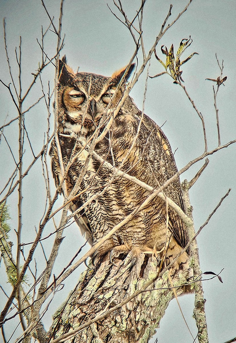 Virginiauhu - ML646300195