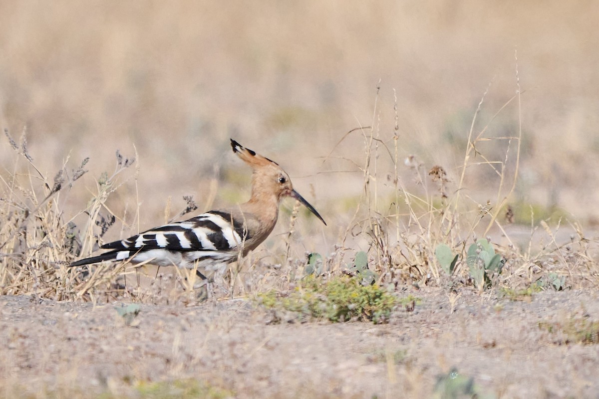 Common Hoopoe - ML646300204