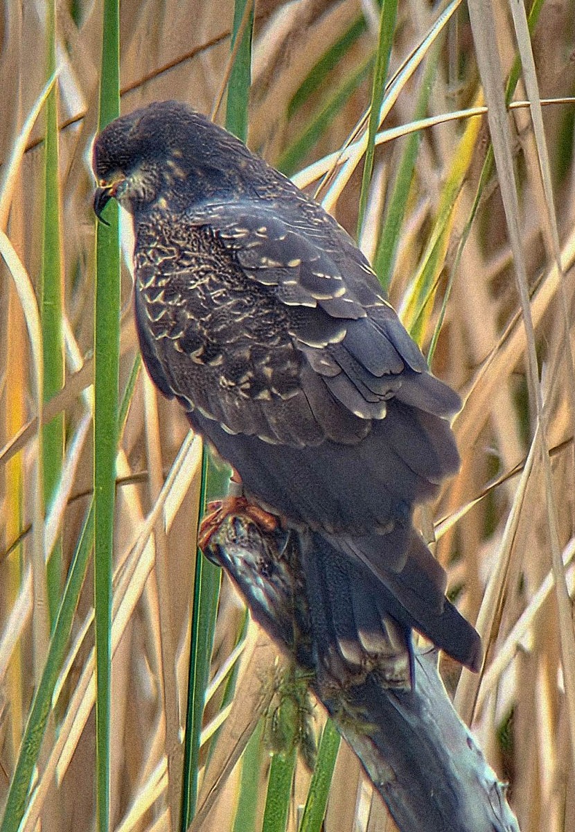Schneckenbussard - ML646300205