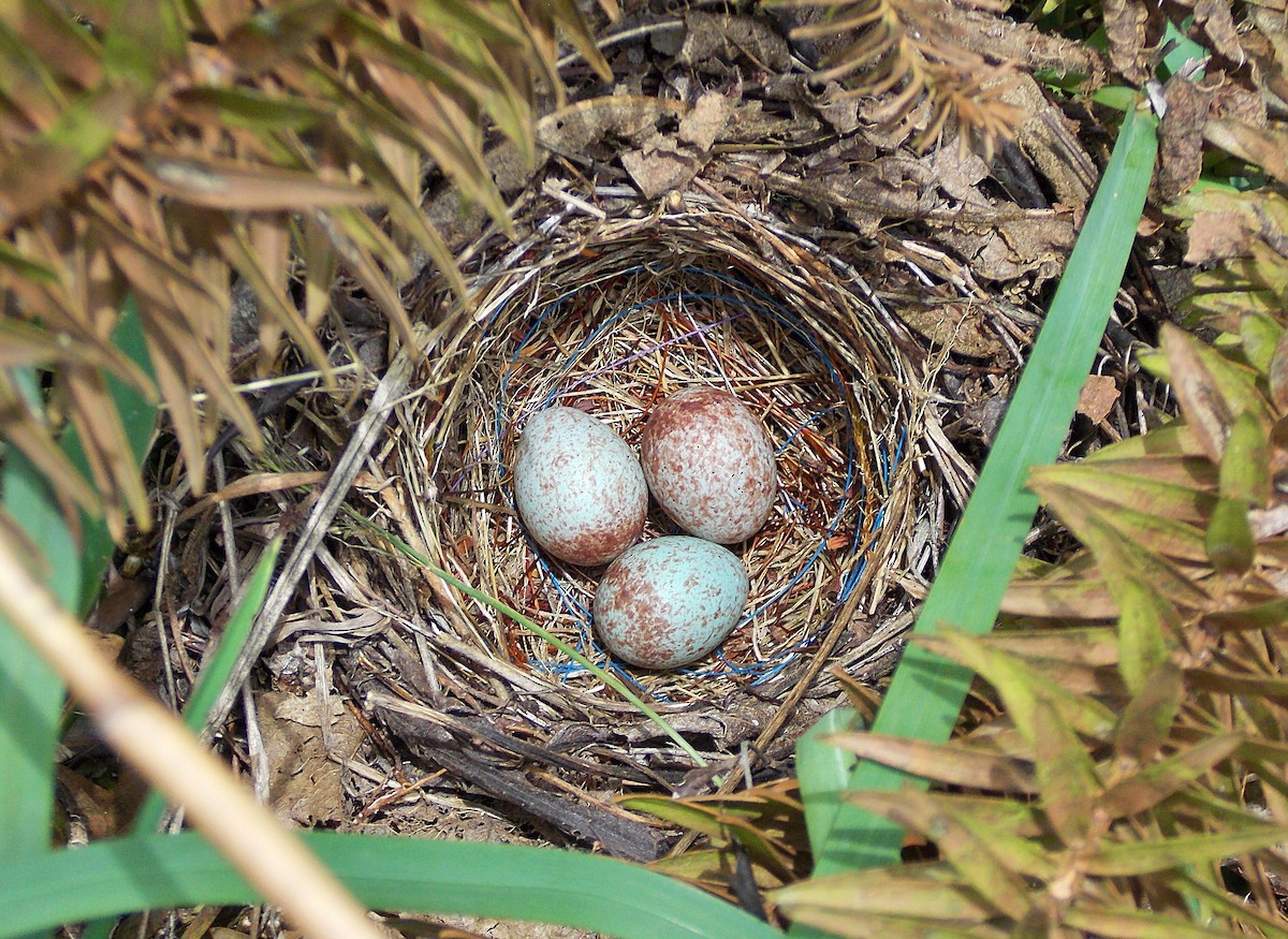 Rufous-collared Sparrow - ML646300211