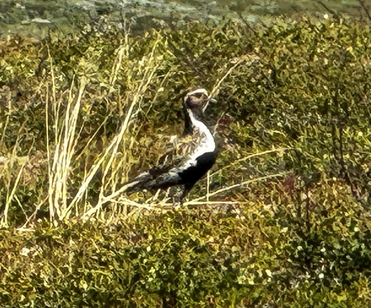 Сивка звичайна - ML646300212