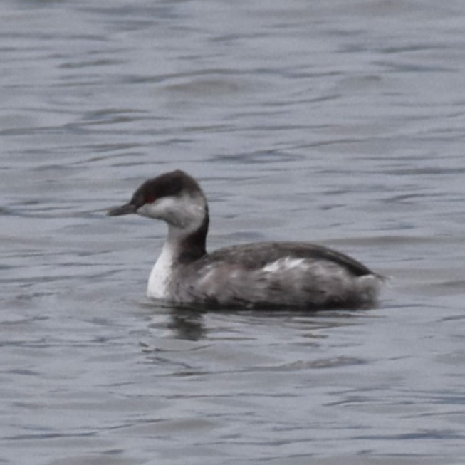 ミミカイツブリ - ML646300217