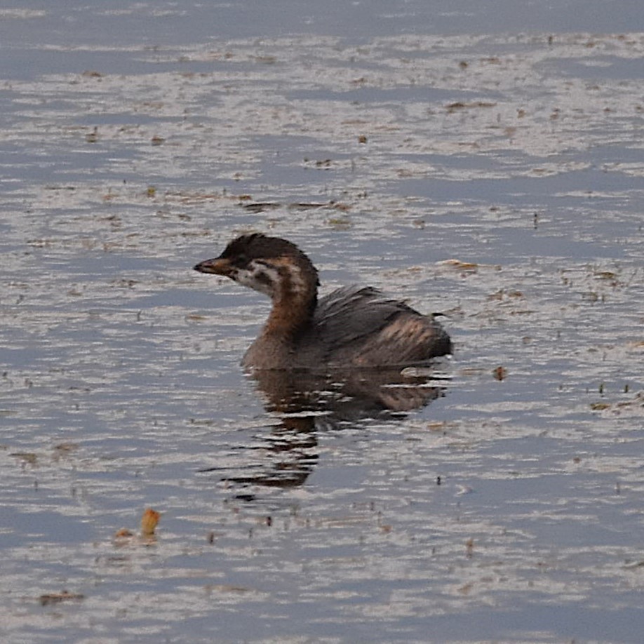 Pied-billed Grebe - ML646300218