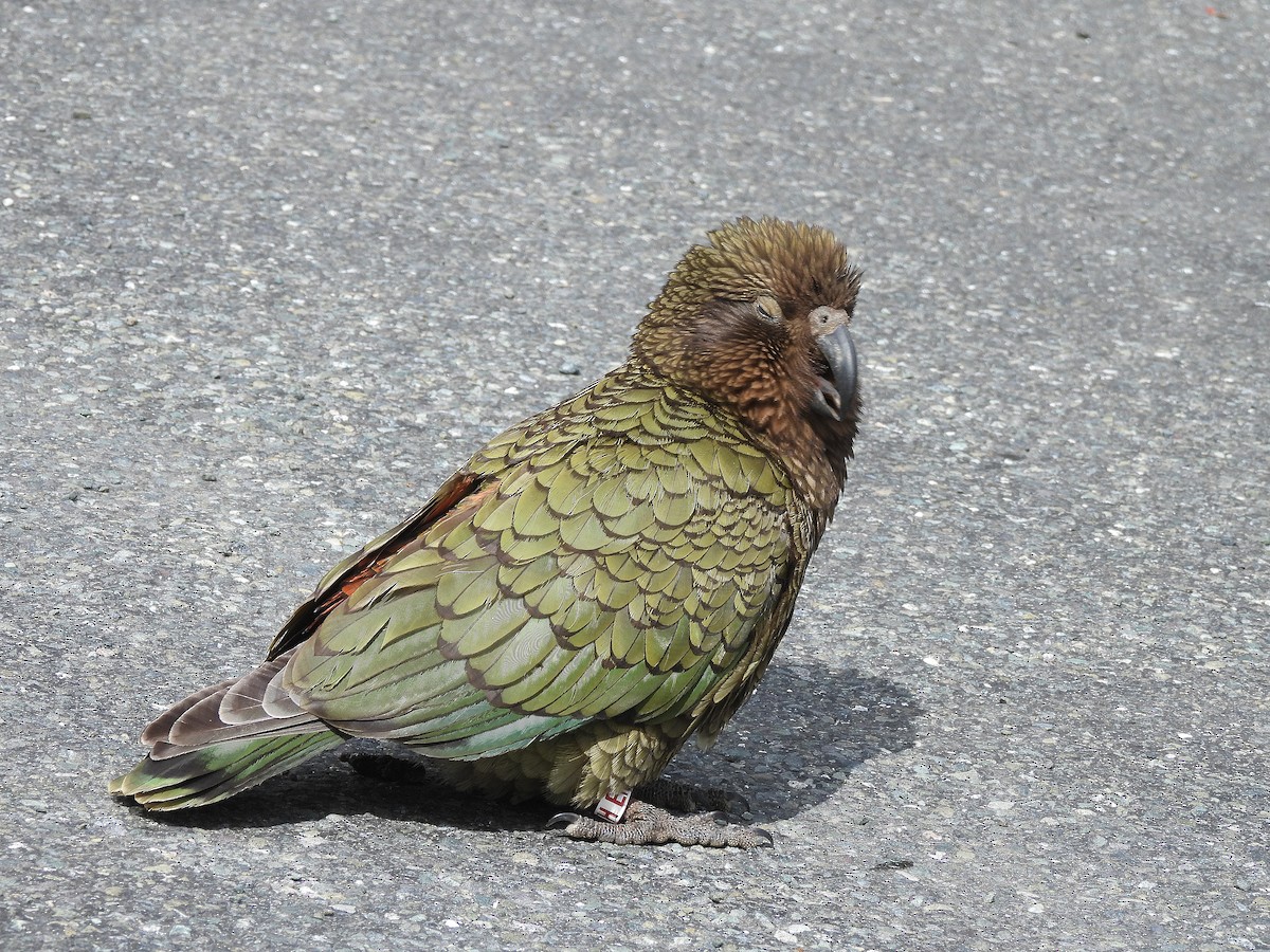 Kea - ML646300228