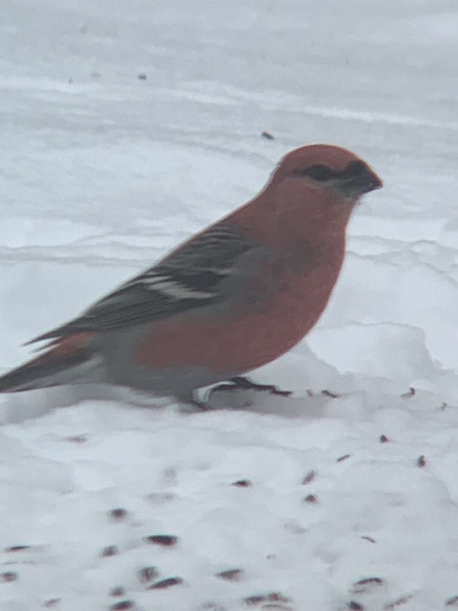 Pine Grosbeak - ML646300233