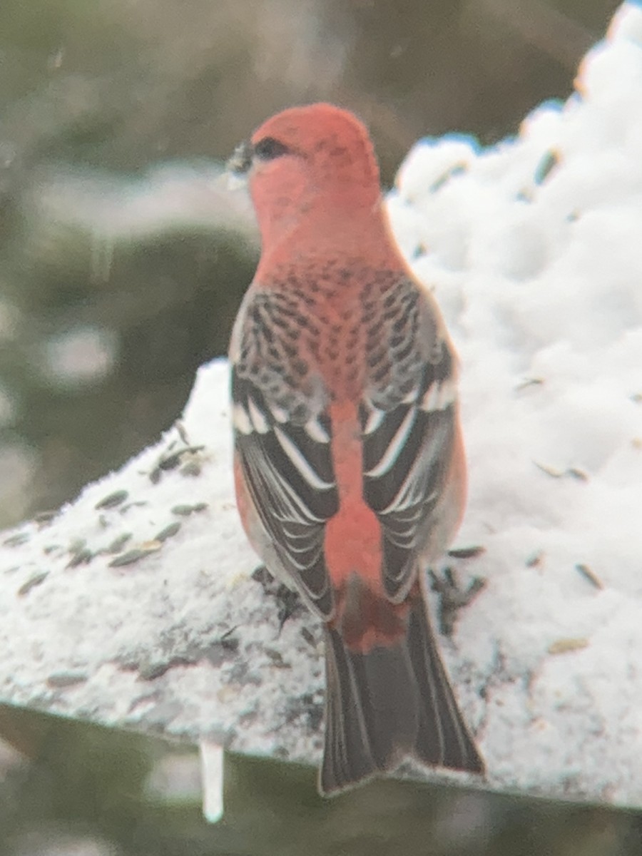 Pine Grosbeak - ML646300234